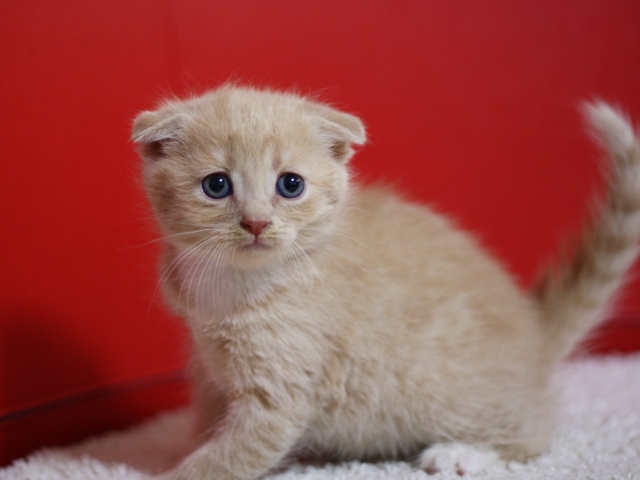 スコティッシュフォールドの子猫画像