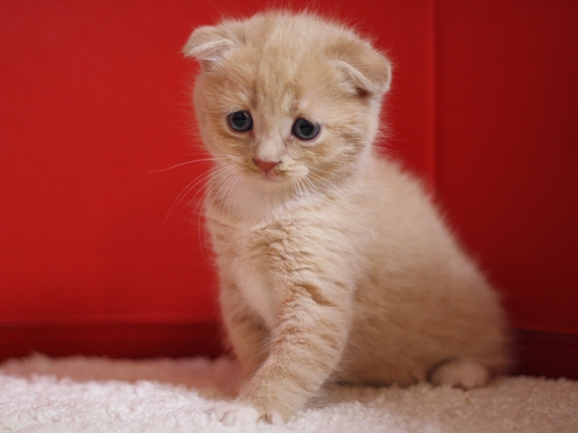 スコティッシュフォールドの子猫画像