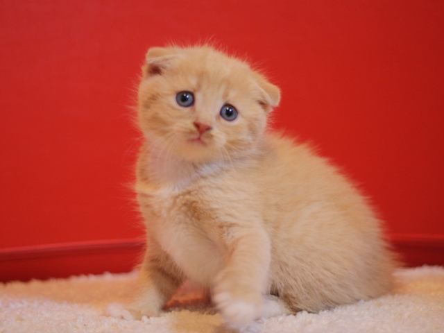 スコティッシュフォールドの子猫画像