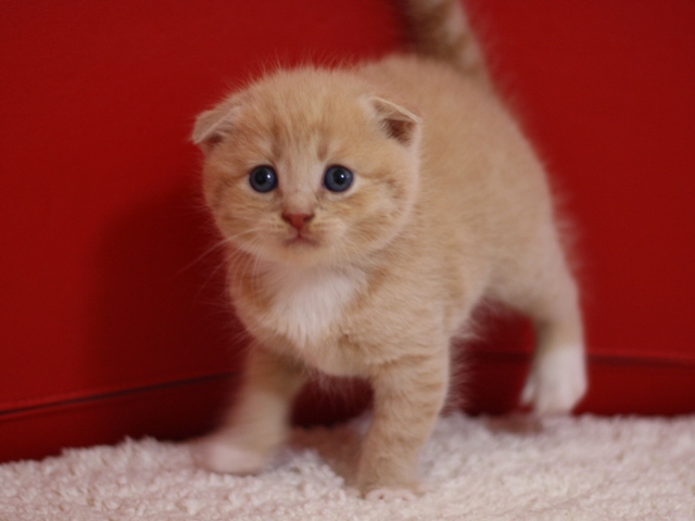 スコティッシュフォールドの子猫画像