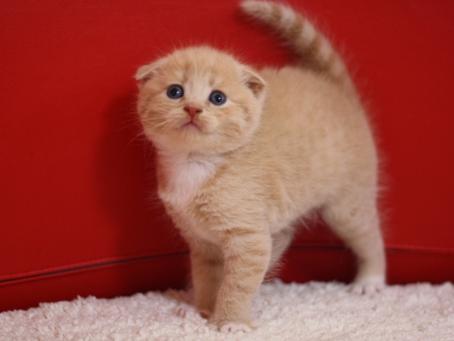 スコティッシュフォールドの子猫画像