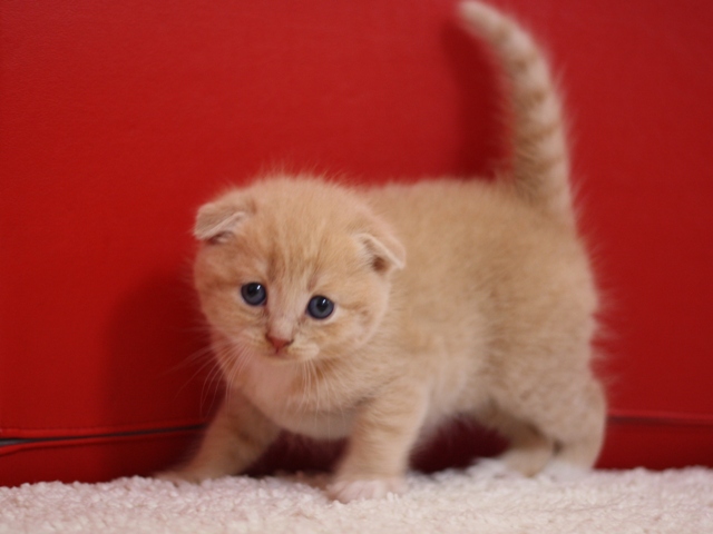 スコティッシュフォールドの子猫画像