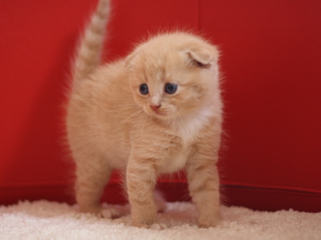 スコティッシュフォールドの子猫画像