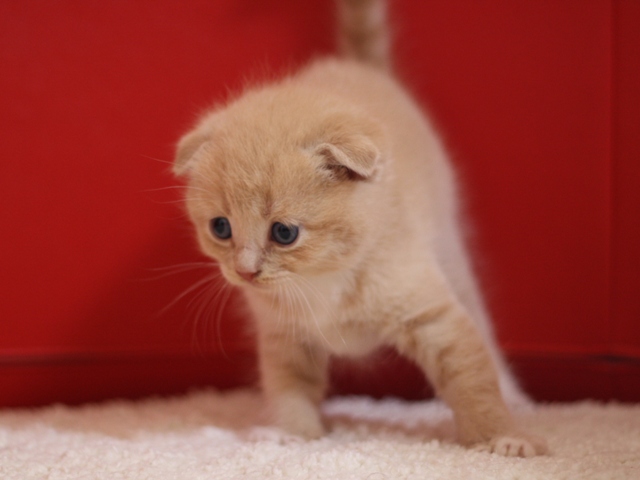 スコティッシュフォールドの子猫画像