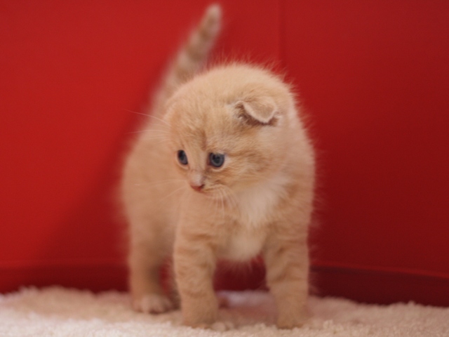 スコティッシュフォールドの子猫画像