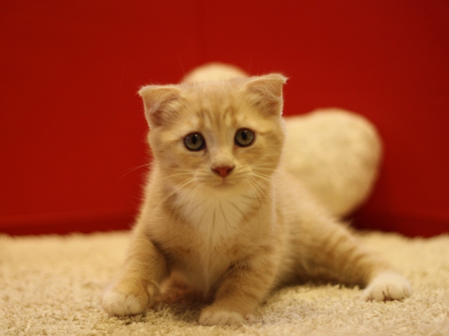 スコティッシュフォールドの子猫画像