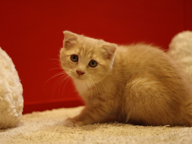 スコティッシュフォールドの子猫画像