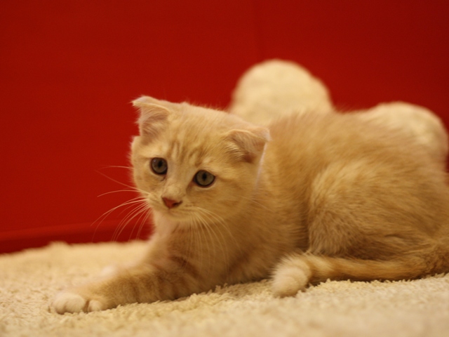 スコティッシュフォールドの子猫画像