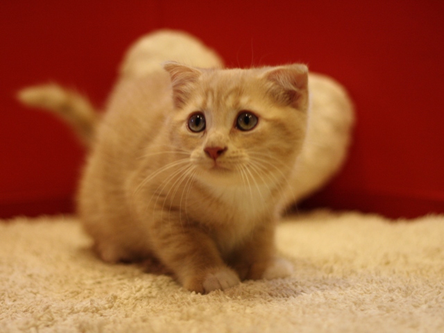 スコティッシュフォールドの子猫画像