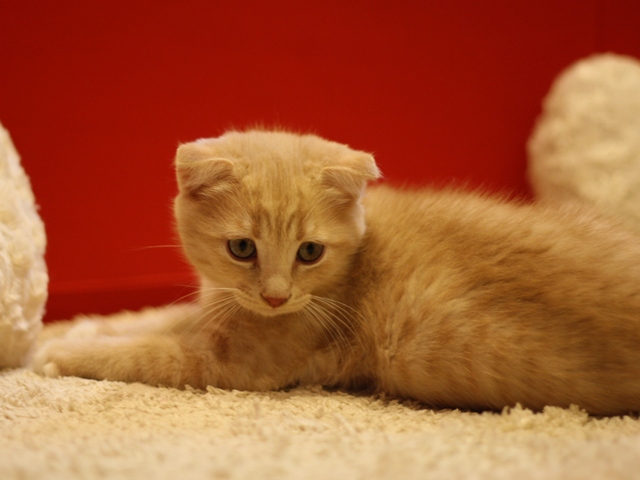 スコティッシュフォールドの子猫画像