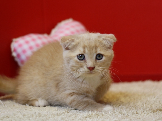 スコティッシュフォールドの子猫画像