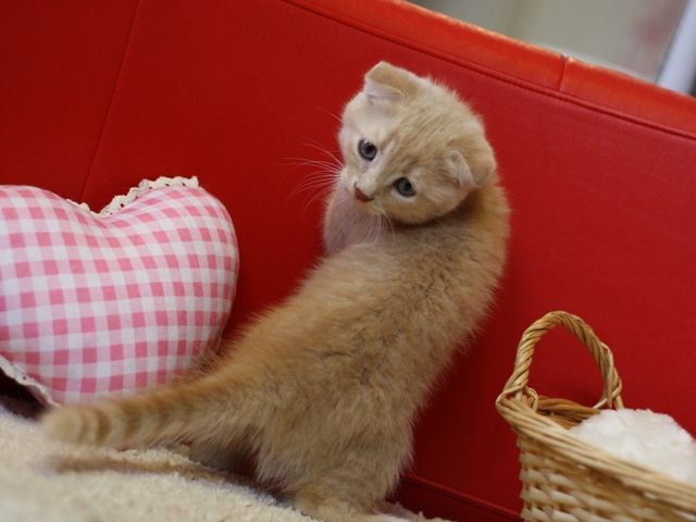 スコティッシュフォールドの子猫画像