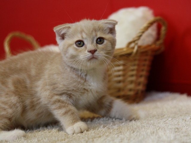 スコティッシュフォールドの子猫画像