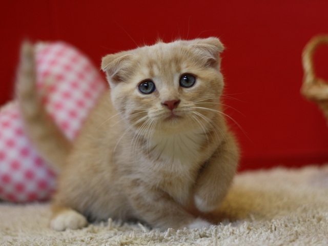 スコティッシュフォールドの子猫画像