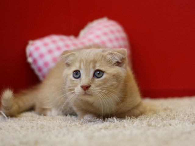 スコティッシュフォールドの子猫画像