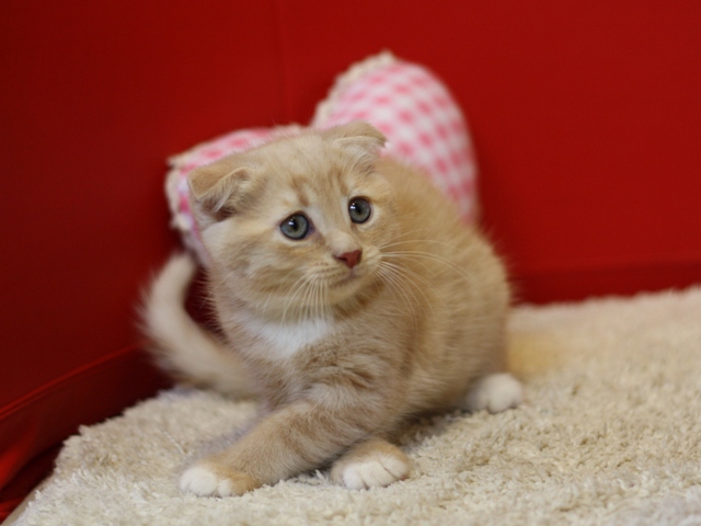 スコティッシュフォールドの子猫画像