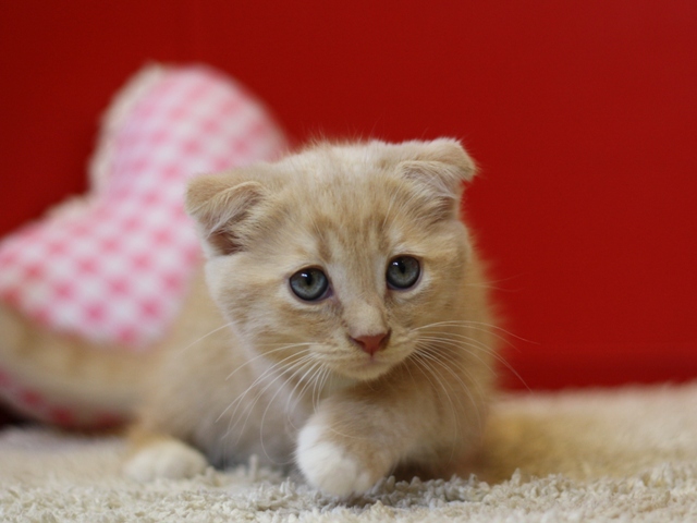 スコティッシュフォールドの子猫画像