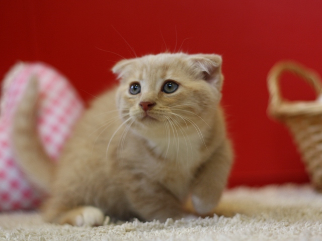 スコティッシュフォールドの子猫画像