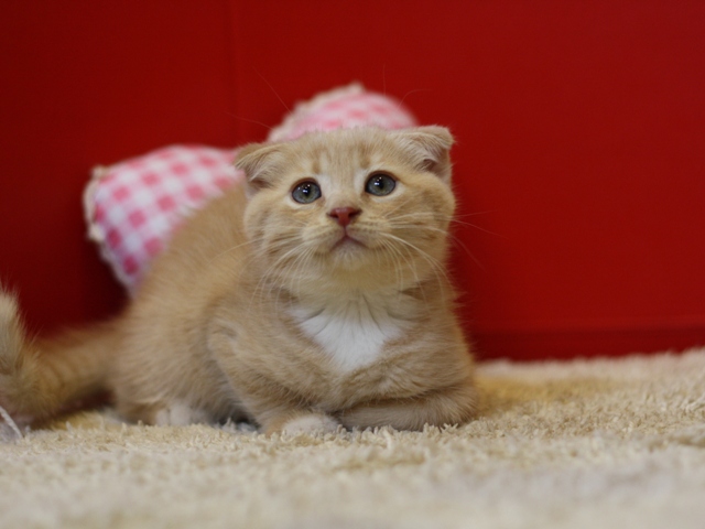 スコティッシュフォールドの子猫画像