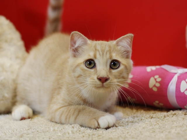 スコティッシュフォールドの子猫画像