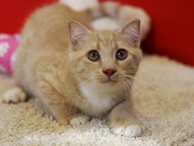 スコティッシュフォールドの子猫画像