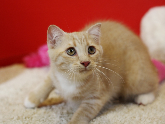 スコティッシュフォールドの子猫画像