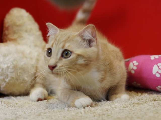 スコティッシュフォールドの子猫画像