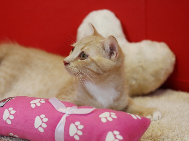 スコティッシュフォールドの子猫画像