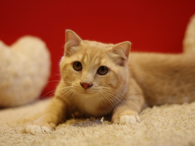 スコティッシュフォールドの子猫画像