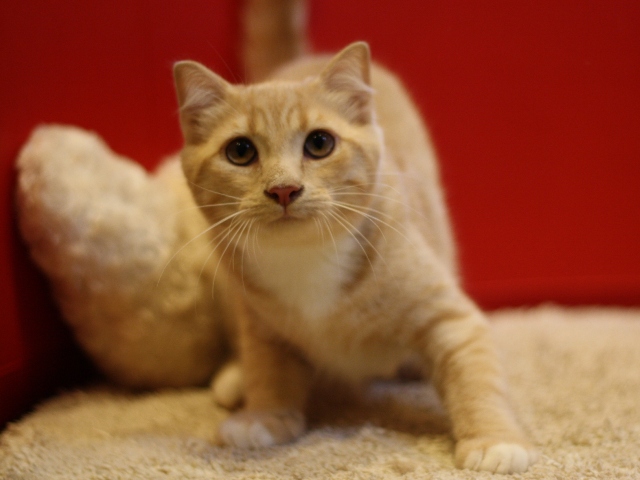 スコティッシュフォールドの子猫画像