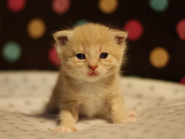 スコティッシュフォールドの子猫画像