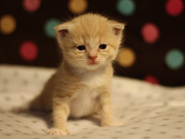 スコティッシュフォールドの子猫画像