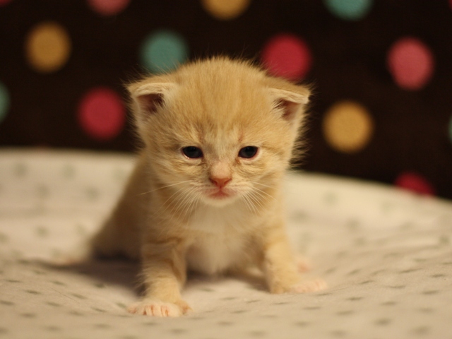 スコティッシュフォールドの子猫画像