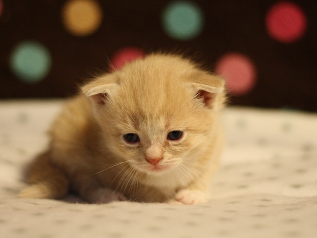 スコティッシュフォールドの子猫画像