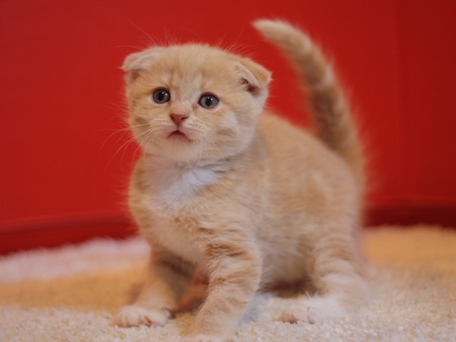 スコティッシュフォールドの子猫画像