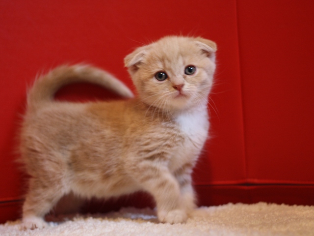 スコティッシュフォールドの子猫画像