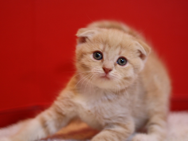 スコティッシュフォールドの子猫画像