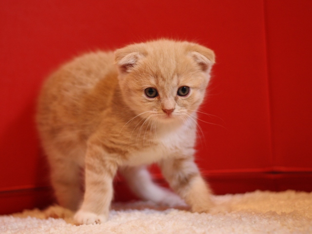 スコティッシュフォールドの子猫画像