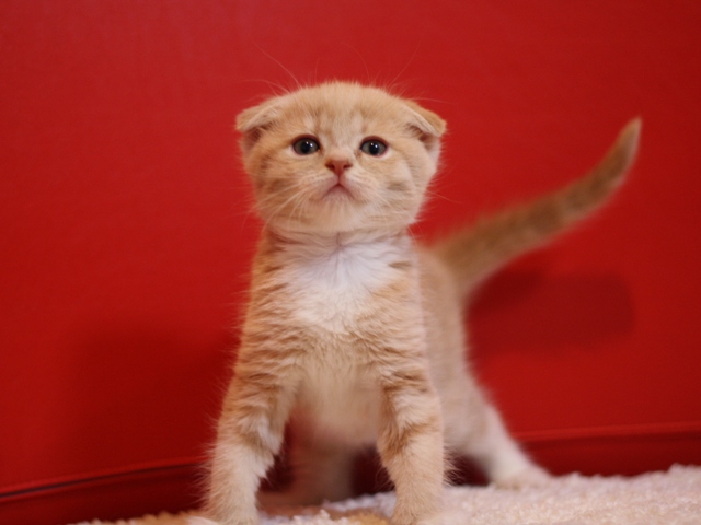 スコティッシュフォールドの子猫画像