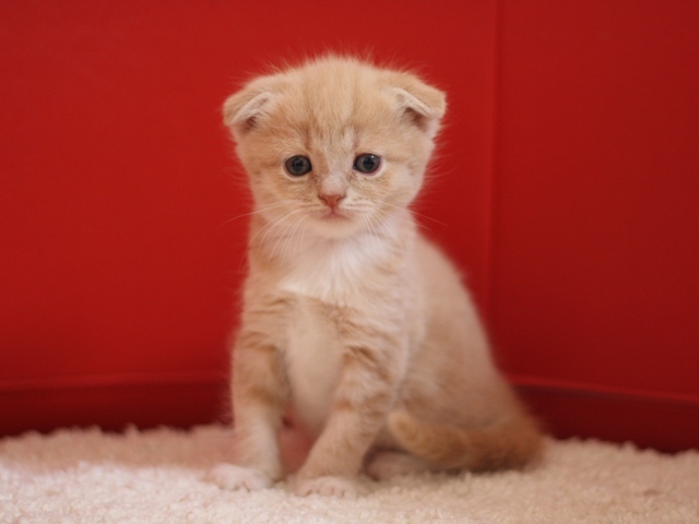 スコティッシュフォールドの子猫画像