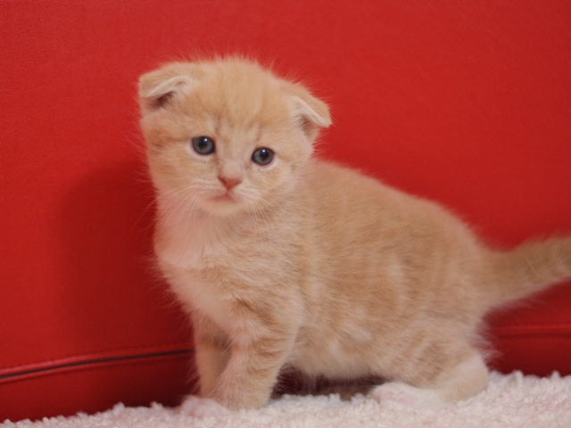 スコティッシュフォールドの子猫画像