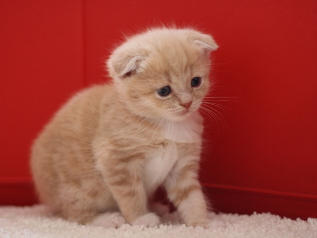 スコティッシュフォールドの子猫画像