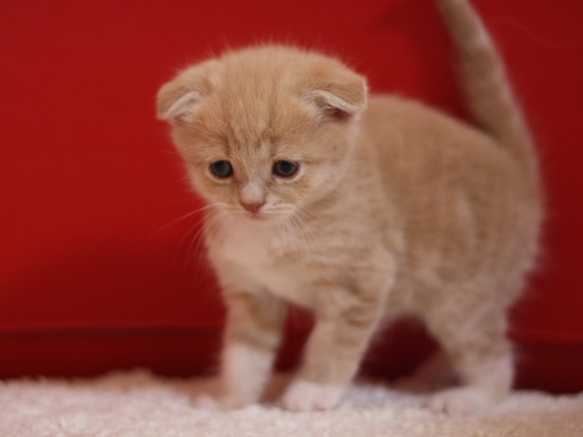スコティッシュフォールドの子猫画像