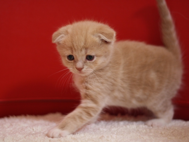 スコティッシュフォールドの子猫画像