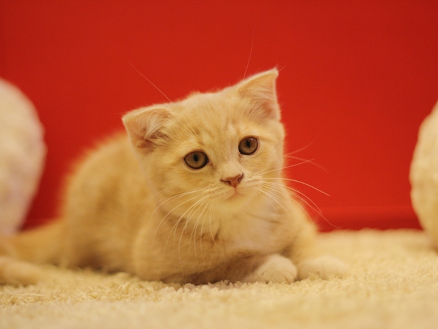 スコティッシュフォールドの子猫画像