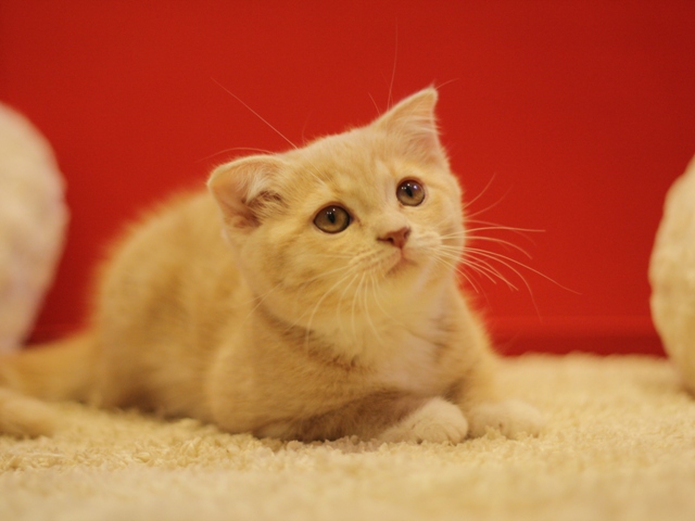 スコティッシュフォールドの子猫画像