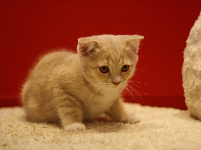 スコティッシュフォールドの子猫画像