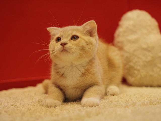 スコティッシュフォールドの子猫画像