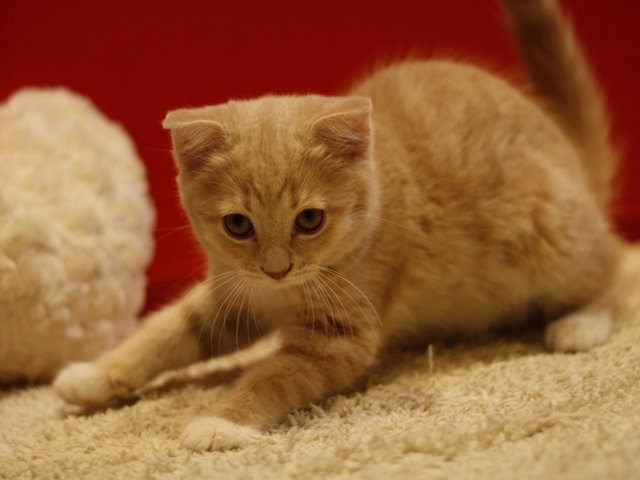 スコティッシュフォールドの子猫画像