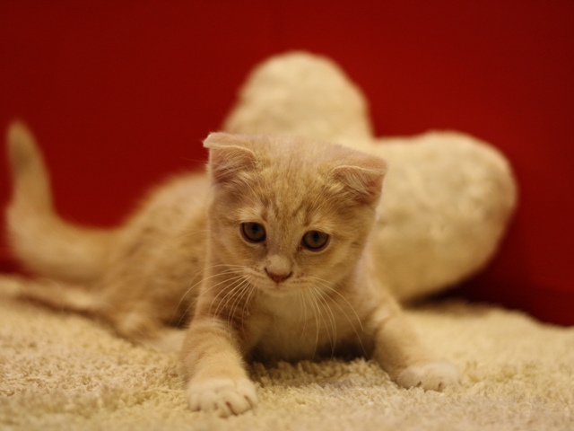 スコティッシュフォールドの子猫画像